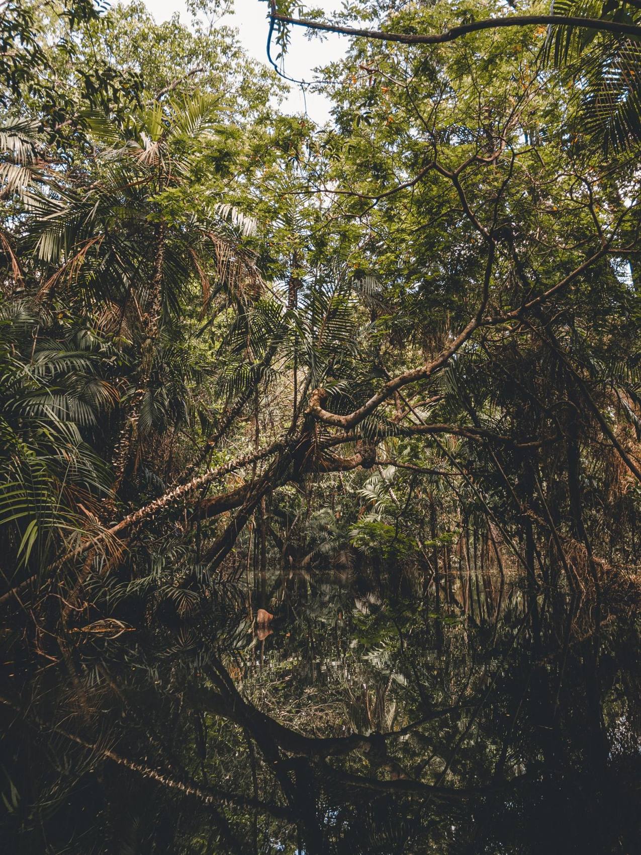 Palms and branches reflected in still jungle water